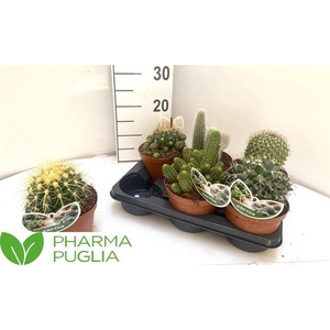 Cactus mix 14Ø 18cm