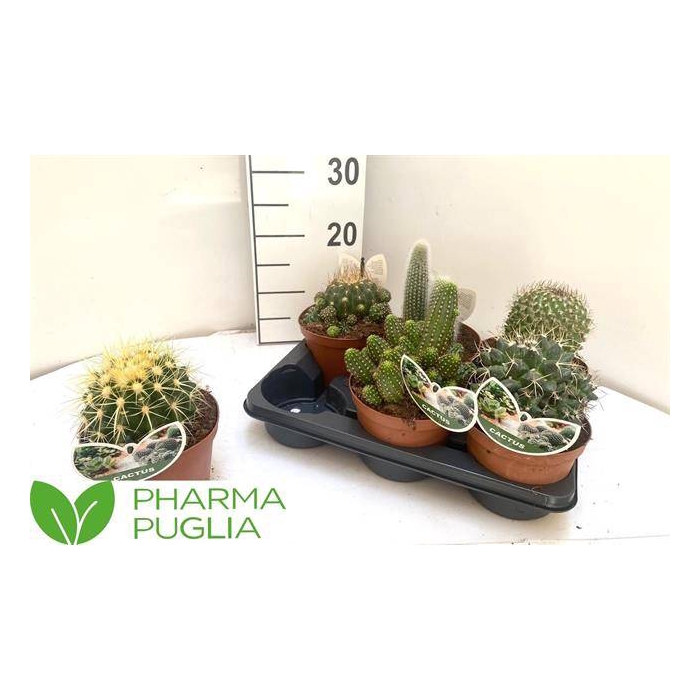 <h4>Cactus mix 14Ø 18cm</h4>