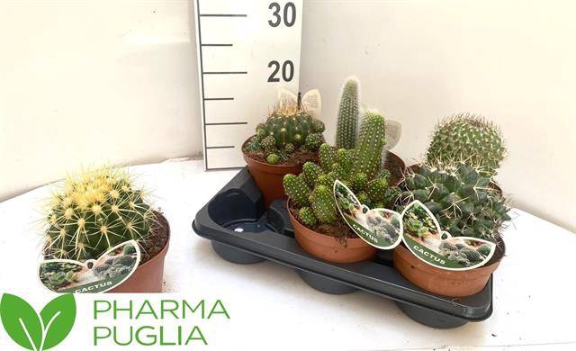 Cactus mix 14Ø 18cm