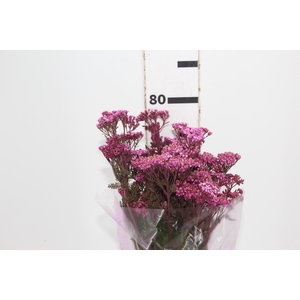 ACHILLEA MILLEFOLIUM PINK 050 CM