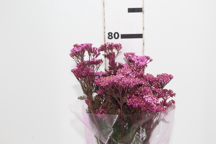 <h4>ACHILLEA MILLEFOLIUM PINK 050 CM</h4>