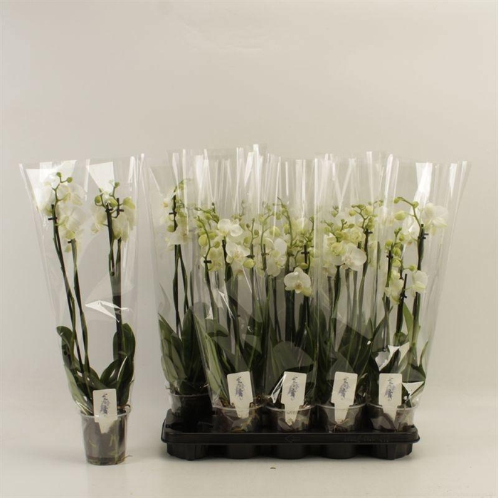 <h4>PHAL OV WIT</h4>