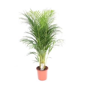 Areca P24 L130