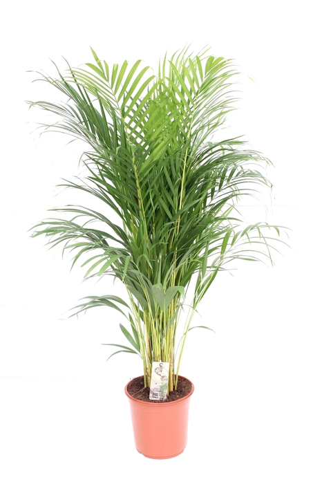 <h4>Areca P24 L130</h4>