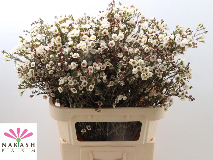 <h4>CHAME MOONL DELIGHT</h4>