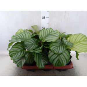 Calathea orbifolia