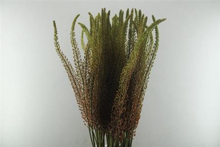 <h4>Eremurus Romance</h4>