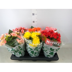 Begonia elat. DU   ...mix