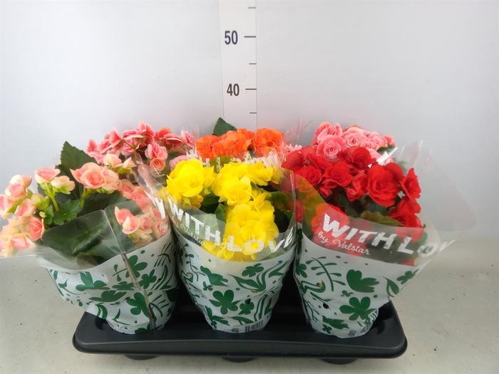 <h4>Begonia elat. DU   ...mix</h4>