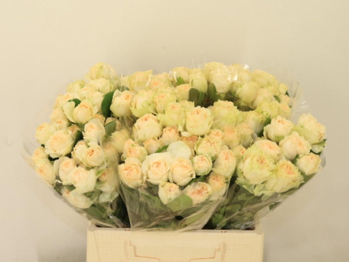 <h4>R TR SUMMERROSE</h4>