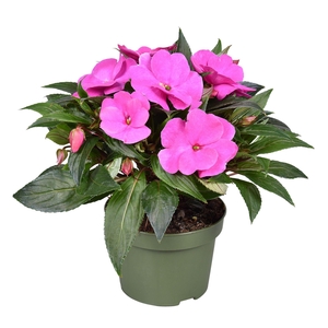 Impatiens New Guinea VIOLET