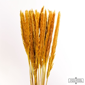 Dried Fluffy Pampas Yellow Bunch