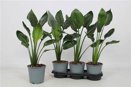 <h4>Strelitzia Reginae</h4>