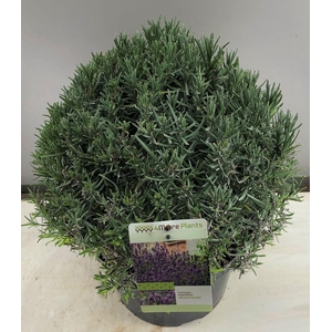 Lavandula ang. Munstead