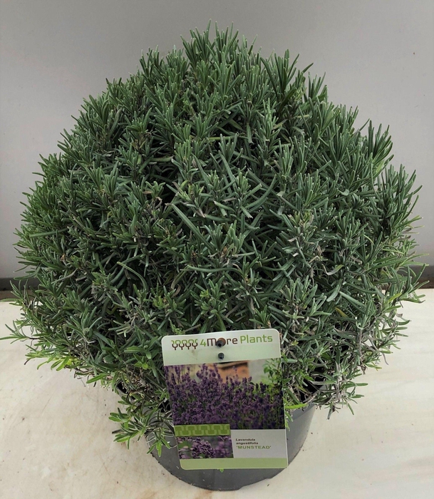 <h4>Lavandula ang. Munstead</h4>