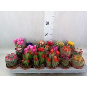 Cactus   ...decorated
