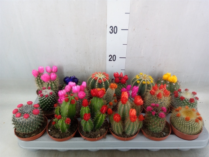 <h4>Cactus   ...decorated</h4>