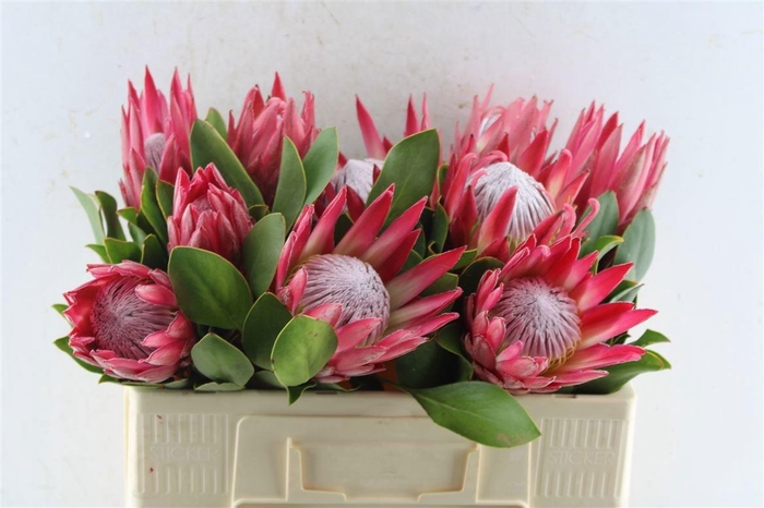 <h4>PROTEA CY MADIBA</h4>