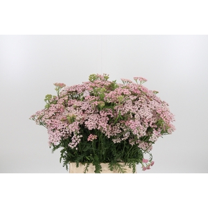 Achillea Pink Lady