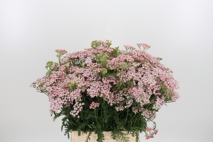 <h4>Achillea Pink Lady</h4>
