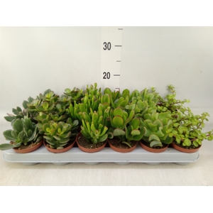 Crassula   ...mix