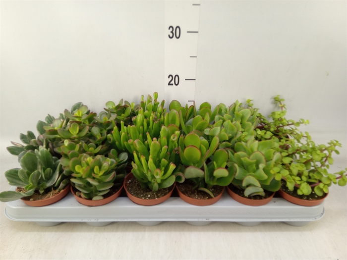 <h4>Crassula   ...mix</h4>