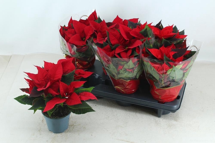 <h4>EUPHOR P SUPERBA</h4>