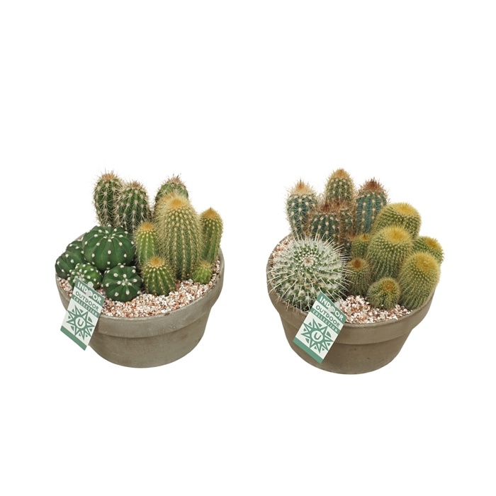 <h4>Cactus arrangement in 20 cm 'Grijze Schaal'</h4>