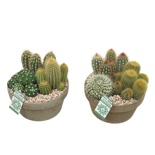 Cactus arrangement in 20 cm 'Grijze Schaal'