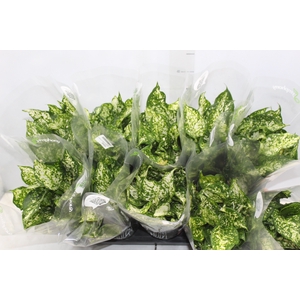 AGLAONEMA VARIADA P12 PREMIUM