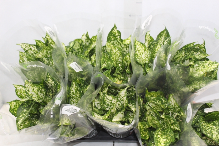 <h4>AGLAONEMA VARIADA P12 PREMIUM</h4>
