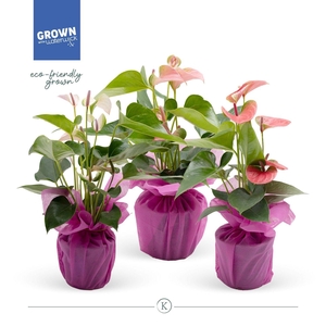 Anthurium KARMA Pink Mix 12cm - Pink Wrap