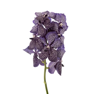 VANDA SU PURPL FLAKE