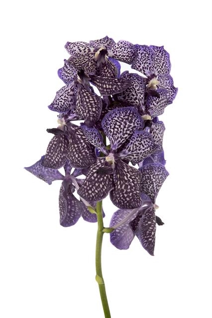 VANDA SU PURPL FLAKE