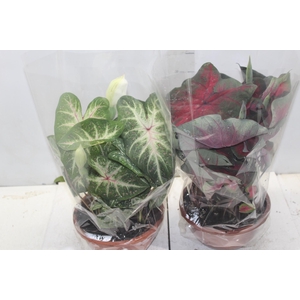 CALADIUM VARIADO C21