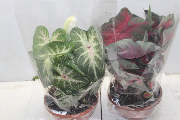 <h4>CALADIUM VARIADO C21</h4>