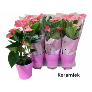 ARR ANTHURIUM