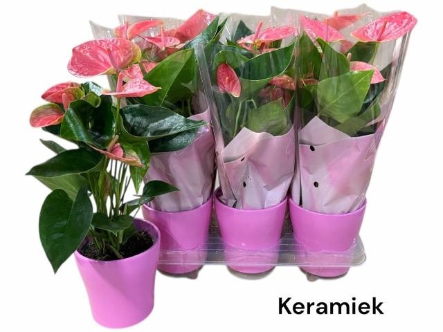 <h4>ARR ANTHURIUM</h4>