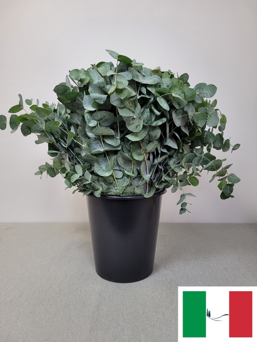 EUC CINEREA PER STEEL -IT-