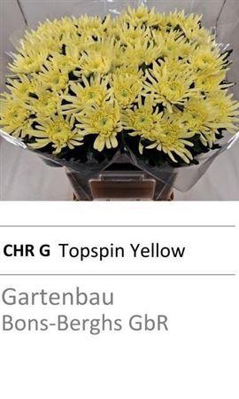 <h4>Chr G Topspin Yellow</h4>