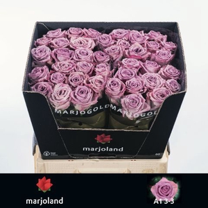 R Gr Nayeli Marjoland 33
