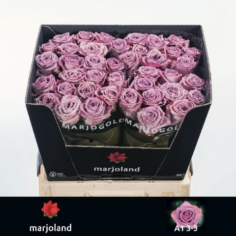 <h4>R Gr Nayeli Marjoland 33</h4>