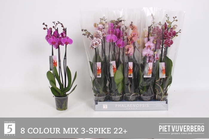 <h4>PHAL GEM 8 KL</h4>
