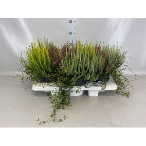 Calluna vulg.   ...
