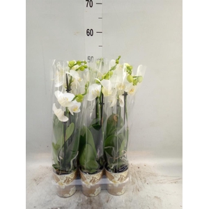 Phalaenopsis multi.   ...white