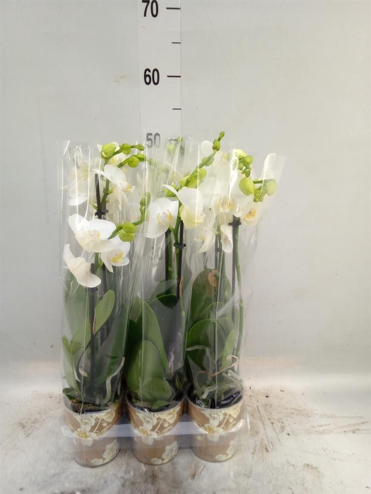 <h4>Phalaenopsis multi.   ...white</h4>