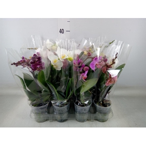 Phalaenopsis   ...mix