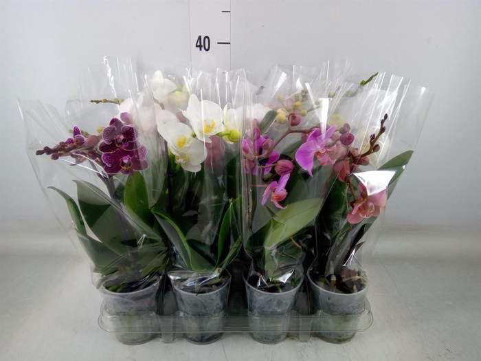 <h4>Phalaenopsis   ...mix</h4>