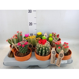 Cactus   ...decorated