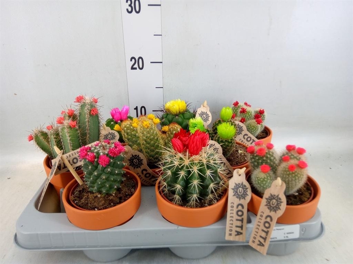 <h4>Cactus   ...decorated</h4>